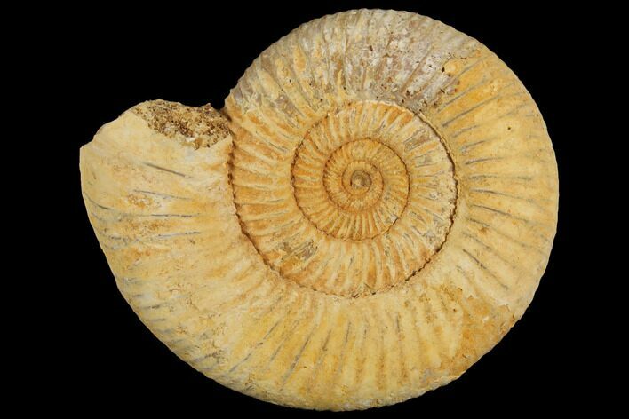 Perisphinctes Ammonite - Jurassic #100225